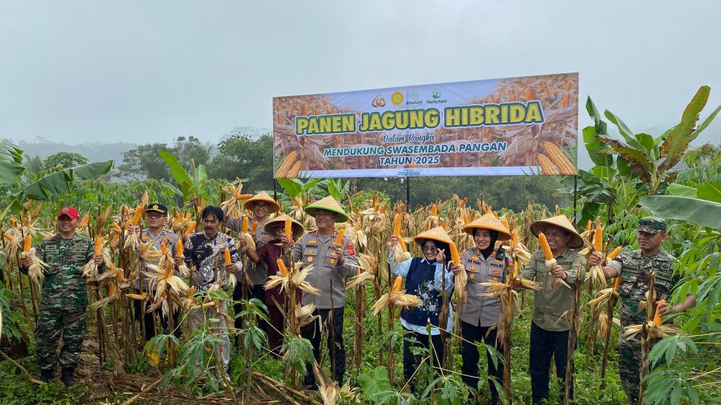 Panen Jagong Hibrida Bersama Kapolres Ciamis di Blok Pangangonan Desa Linggapura