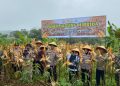 Panen Jagong Hibrida Bersama Kapolres Ciamis di Blok Pangangonan Desa Linggapura