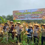 Panen Jagong Hibrida Bersama Kapolres Ciamis di Blok Pangangonan Desa Linggapura