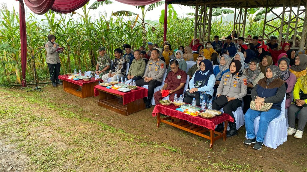 Panen Jagong Hibrida Bersama Kapolres Ciamis di Blok Pangangonan Desa Linggapura 2