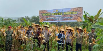Panen Jagong Hibrida Bersama Kapolres Ciamis di Blok Pangangonan Desa Linggapura