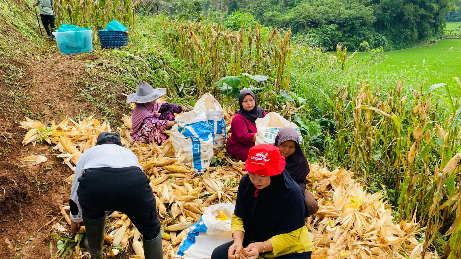 Panen Raya Jagung Hibrida pada Program Ketahanan Pangan Bumdes Linggakencana Desa Linggapura 2
