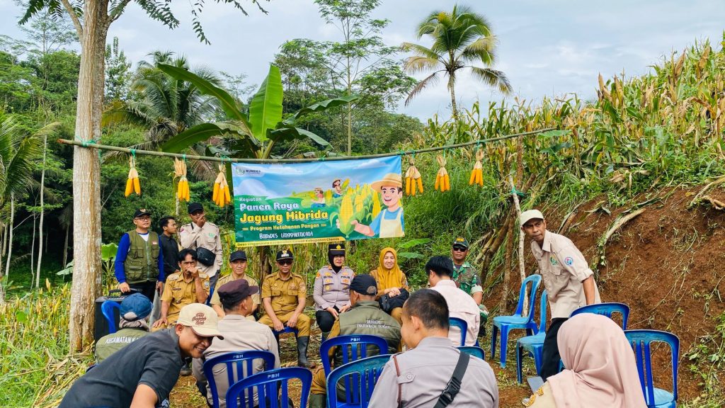 Panen Raya Jagung Hibrida Bumdes Linggakencana