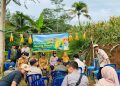 Panen Raya Jagung Hibrida pada Program Ketahanan Pangan Bumdes Linggakencana Desa Linggapura 3