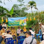 Panen Raya Jagung Hibrida pada Program Ketahanan Pangan Bumdes Linggakencana Desa Linggapura 3
